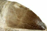 Fossil Mosasaur (Prognathodon) Tooth in Rock - Morocco #311856-1